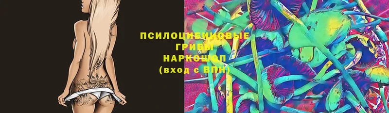 Псилоцибиновые грибы Cubensis  Струнино 